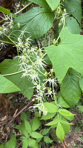 prickly cucumber