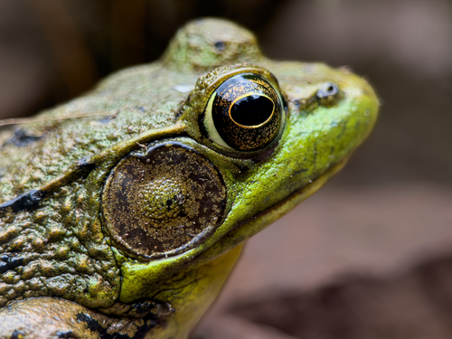 Green Frog