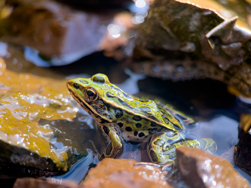 Northern Leopard Frog