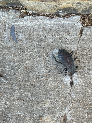 Red-backed Darkling Beetle
