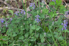 Nepeta × faassenii