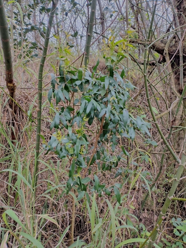 Blepharocalyx salicifolius, photograph 6