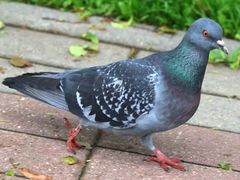 Columba livia domestica