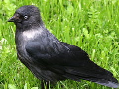 Corvus monedula