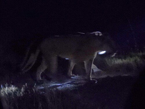 Northern Lion