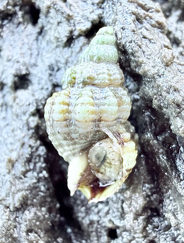 Nassarius fraterculus, 2026-08-26