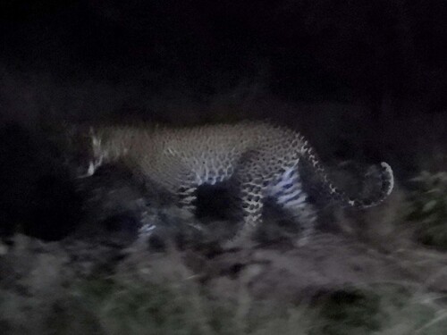 African Leopard