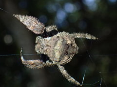 Caerostris