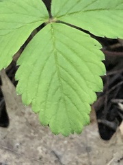 Fragaria virginiana grayana