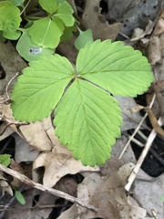 Fragaria virginiana grayana