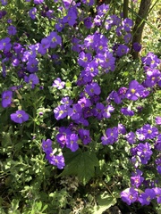 Aubrieta deltoidea