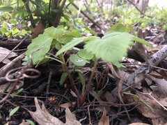 Fragaria virginiana grayana