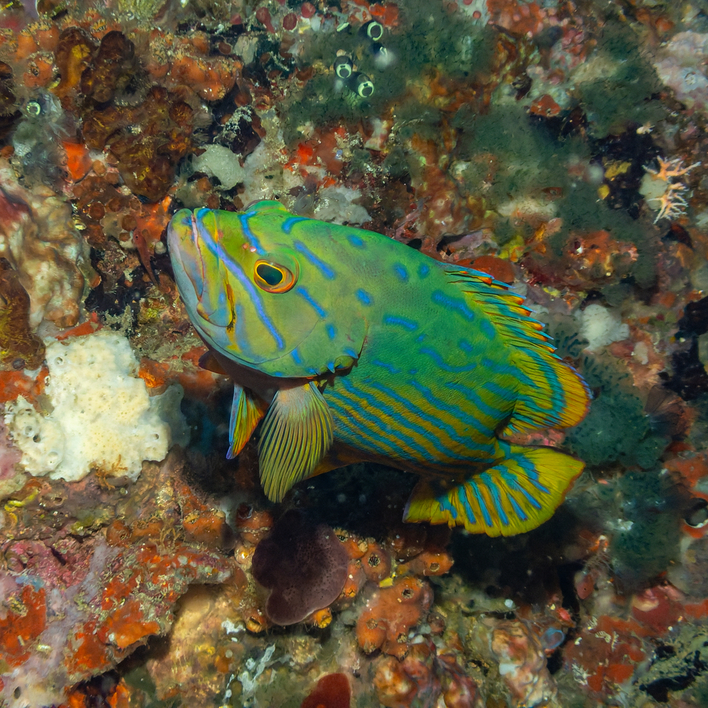 Harlequin Hind