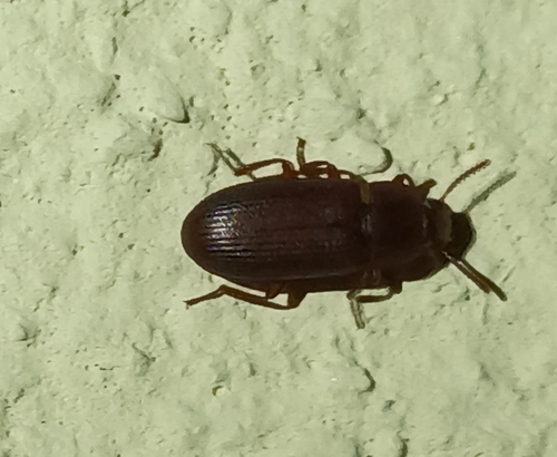 Larger Black Flour Beetle