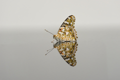 Painted Lady