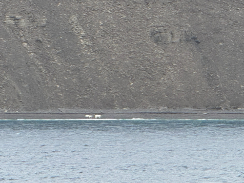 Black Bear sighting near Baffin