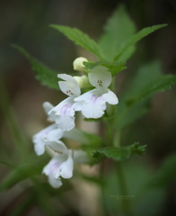 Melittis melissophyllum albida