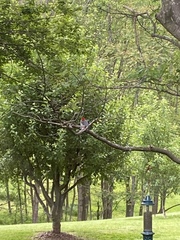 Melanerpes carolinus