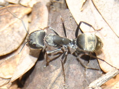 Camponotus parius
