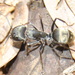 Camponotus parius - Photo (c) Alessandro Siletto, algunos derechos reservados (CC BY-NC), subido por Alessandro Siletto