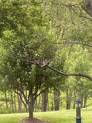 Melanerpes carolinus