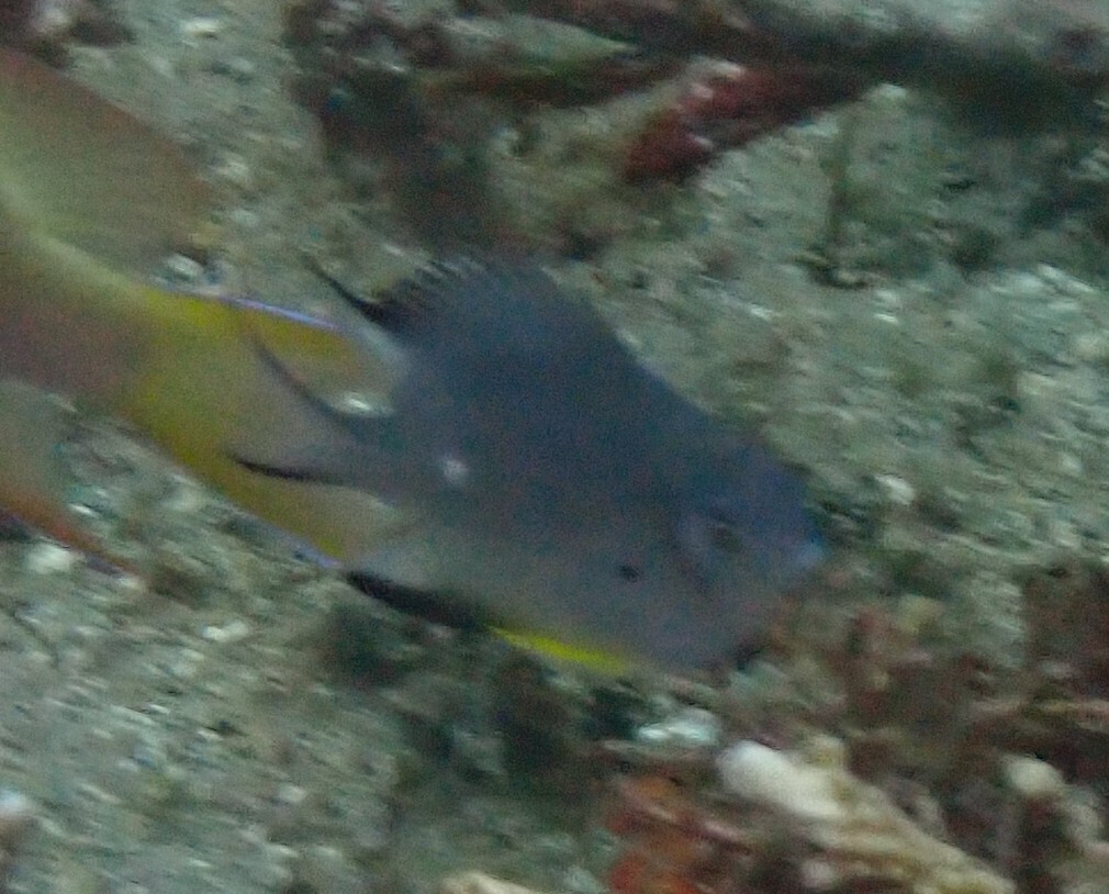 Whitebelly damselfish