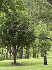 Melanerpes carolinus