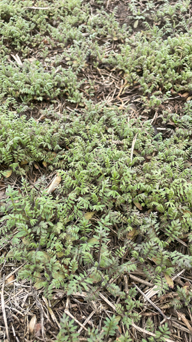 Ellisia nyctelea