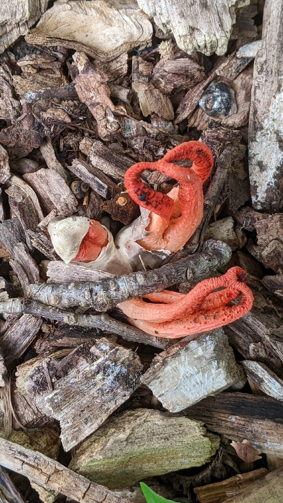 stinky squid · August 2026 · photo: Photo: (c) Maria Aghazarian, some rights reserved (CC BY) · iNaturalist