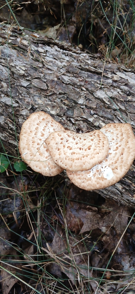 Dryad's Saddle · August 2026 · photo: Photo: (c) Lance Hale, some rights reserved (CC BY) · iNaturalist