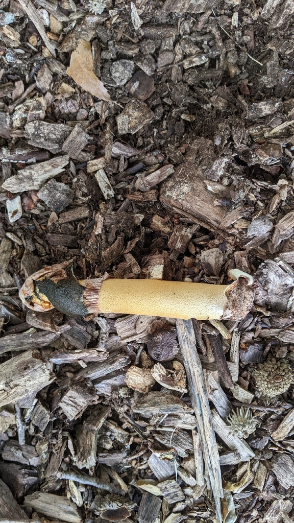 Ravenel's stinkhorn · August 2026 · photo: Photo: (c) Maria Aghazarian, some rights reserved (CC BY) · iNaturalist