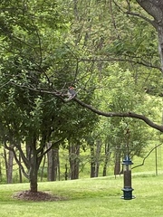 Melanerpes carolinus