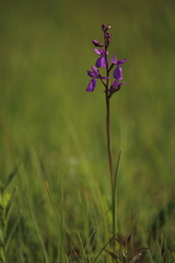 Anacamptis palustris