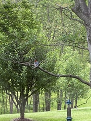 Melanerpes carolinus