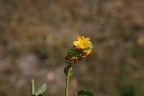 Malvastrum americanum, photograph 2