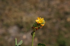 Malvastrum americanum, photograph (c) Greg Tasney, some rights reserved (CC BY-SA)