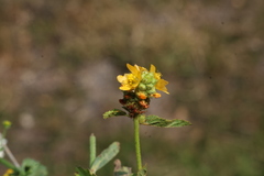 Malvastrum americanum, photograph (c) Greg Tasney, some rights reserved (CC BY-SA)