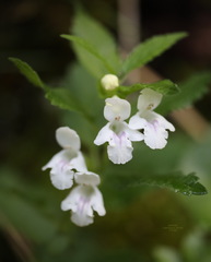 Melittis melissophyllum albida