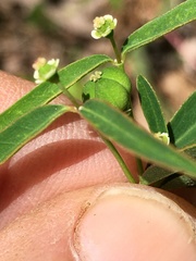 Euphorbia curtisii