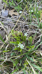 author not stated, no rights reserved Moehringia lateriflora, photograph author not stated, no rights reserved