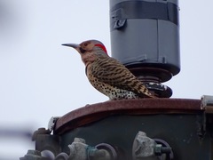 Colaptes auratus luteus
