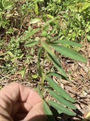 Euphorbia curtisii