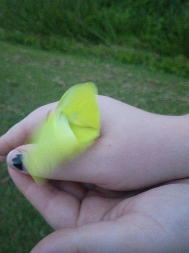 Cloudless Sulphur