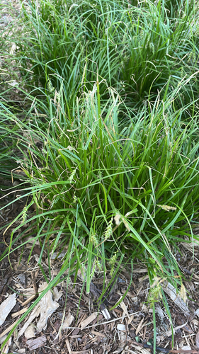 Carex sprengelii, photograph 1