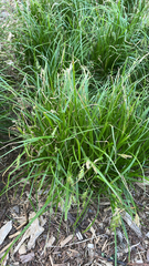 Carex sprengelii