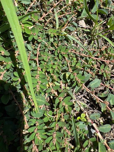 Euphorbia thymifolia, 2026-08-27
