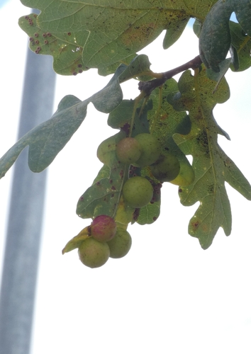 Cherry Gall Wasp