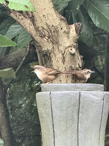 Rusty-capped Fulvetta