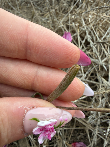 Clarkia rubicunda, photograph 4