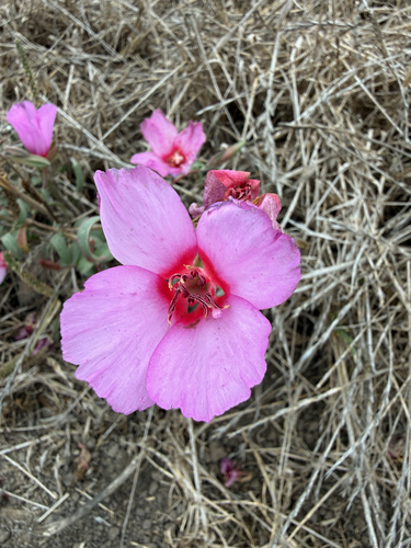 Clarkia rubicunda, photograph 3
